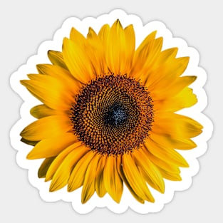 Sunflower Sticker